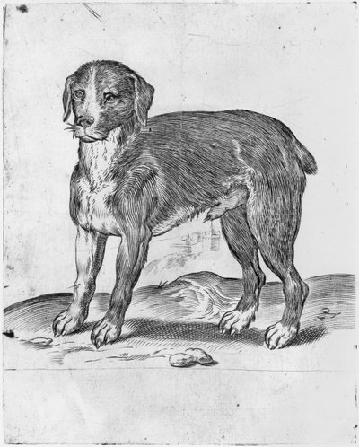 Hund von Agostino Carracci